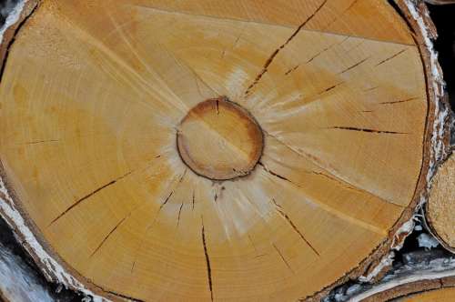 Wood Birch Trunk Nature Lumber Annual Rings
