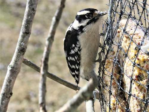 Woodpecker Downy Downy Woodpecker Bird Closeup