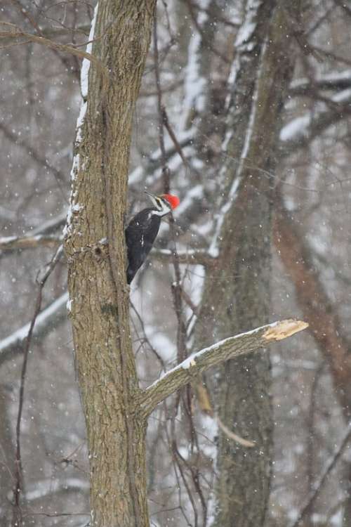 Woodpecker Bird Foraging Nature Tree Perched Beak