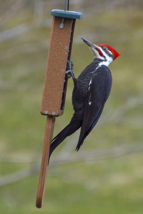 Woodpecker Pileated Bird Feeder Feeding Male