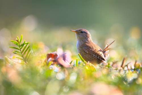 Wren Bird Small Bird Garden Nature