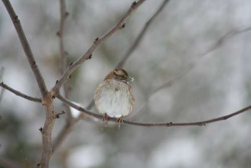 Wren Winter Bird Cold Nature Perch Perched