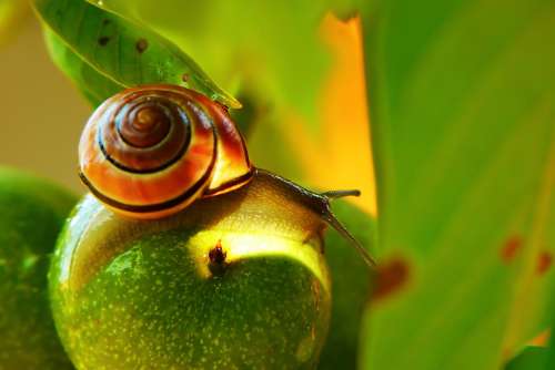 Wstężyk Huntsman Molluscum Mood Fruit Leaf Animals