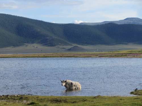 Yak Lake Mongolia Landscape Nature Wild