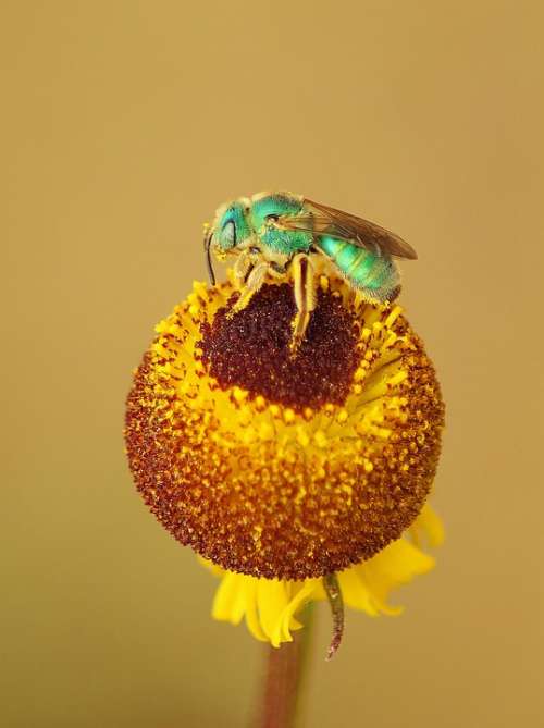 Yellow Flower Insect Garden Plant Pollen Bug