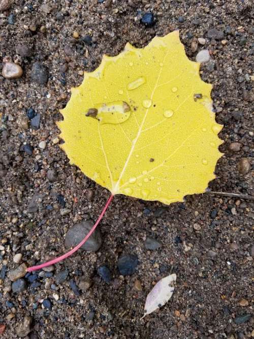 Yellow Leaf Birch Water Dew Raindrops Nature