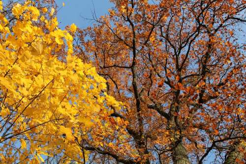 Yellow Brown Color Contrast Sky Autumn Leaves