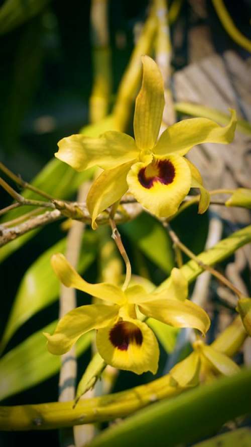 Yellow Chan Yellow Orchid Flowers Flower Plant