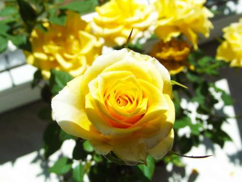 Yellow Rose Flower Beauty Flowering