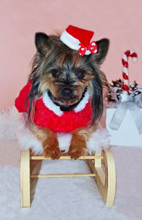 Yorkshire Terrier Dog Santa Claus Cute Sled Cap