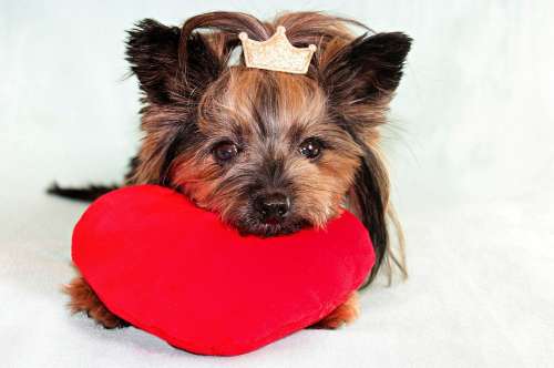 Yorkshire Terrier Dog Heart
