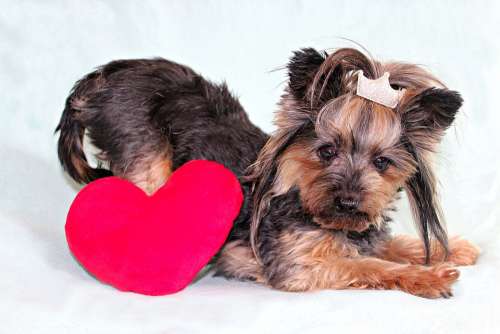 Yorkshire Terrier Dog Heart Cute