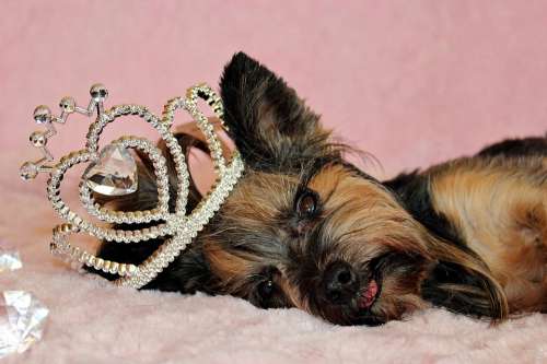 Yorkshire Terrier Dog Crown Nice Cute