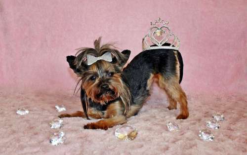 Yorkshire Terrier Dog Crown Diamond