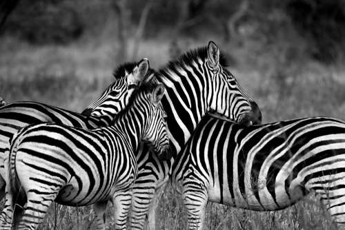 Zebra Wildlife Africa Animal Standing Striped