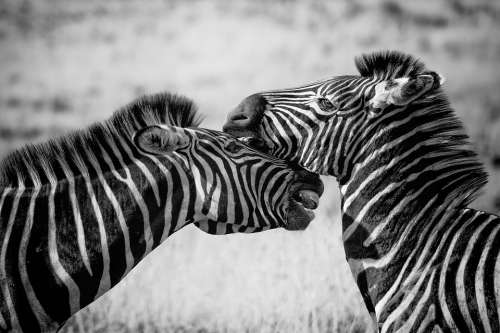 Zebra Wildlife Africa Safari Wild Nature Mammal