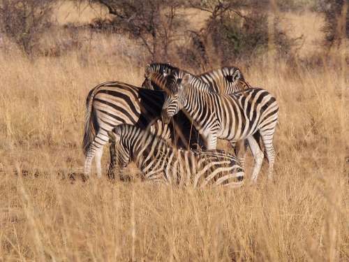 Zebra South Africa Animal World Animal Portrait