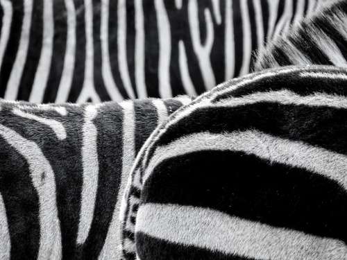 Zebra Crosswalk Animals Black And White Striped