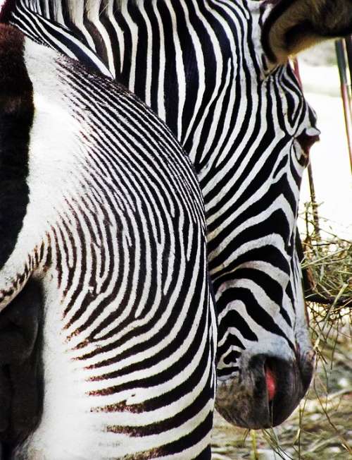 Zebra Bar Stripes Stern Black White Sharp Head