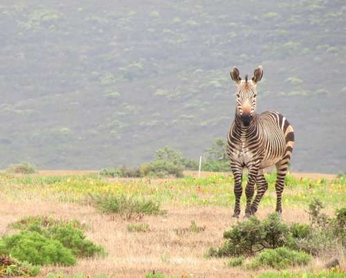 Zebra Mammal South Africa Wildlife Nature Park