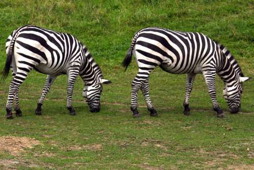 Zebra Graze Zoo