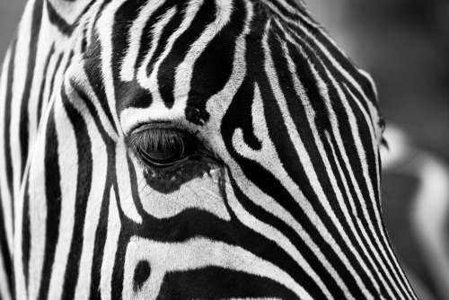 Zebra Stripes Black And White Zoo Animals