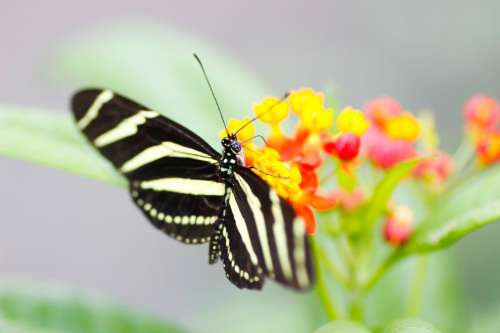 Zebra Longwing Butterfly Nature Macro