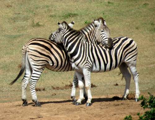 Zebras Animal Mammal South Africa Nature