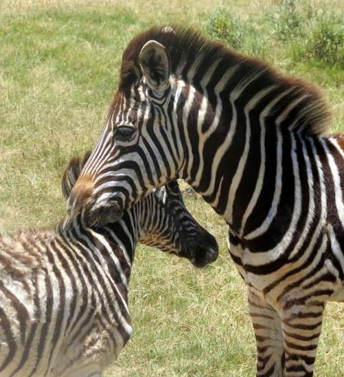 Zebras Animal Mammal South Africa Nature