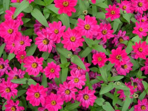 Zinnias Pink Flower Summer Flowers Magenta