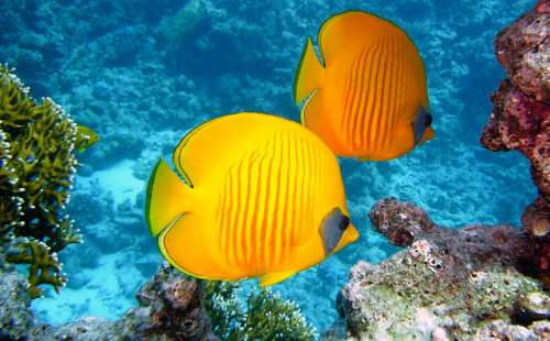 Zitronenfalter Fish Fish Exotic Tropical Yellow