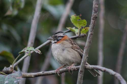 Zonotrichia Capensis Scullion Sparrow Bird