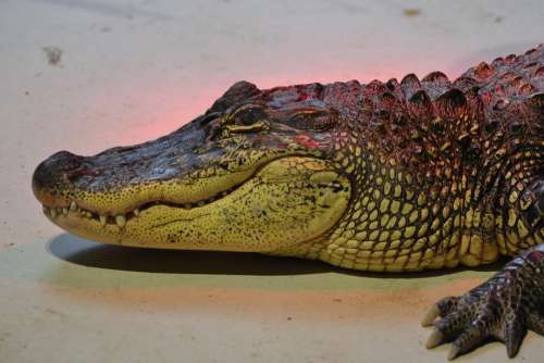 Zoo Crocodile Œil Teeth Wild Danger Predator
