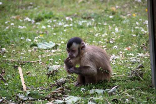 Zoo Monkey Food Animal World Eat Feed Hungry