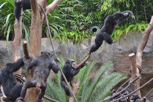 Zoo Ape Young Animal Primates Excitement
