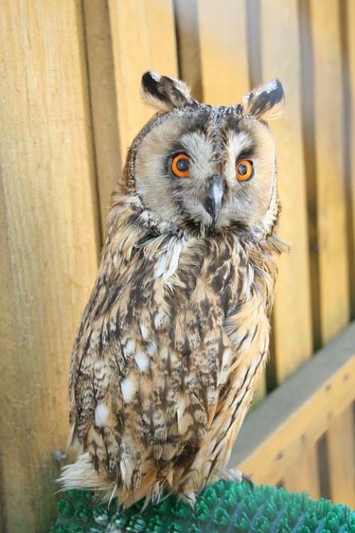 Zoo Owl Bird Hunter Portrait Night