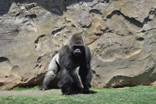 Gorilla Monkey Silverback