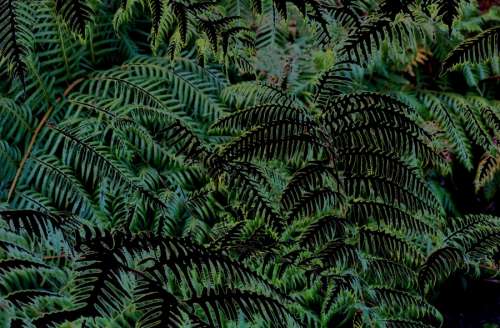 night ferns