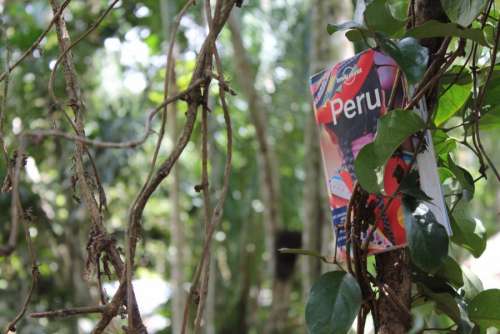 Lonely planet in the jungle