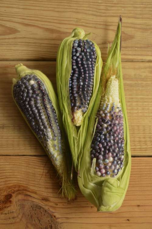 Blue ears of corn