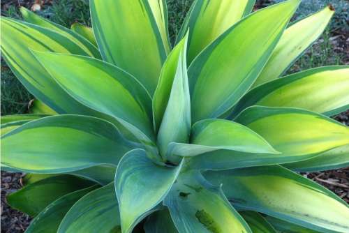 agave