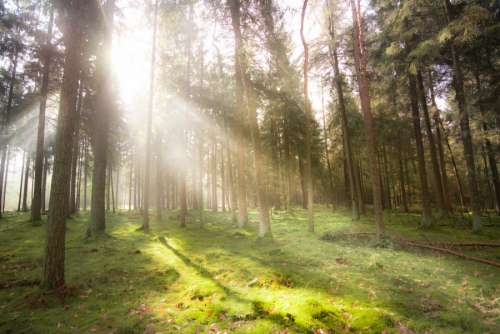 Sunlight in the forest