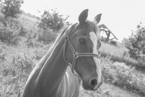 Horse in black and white