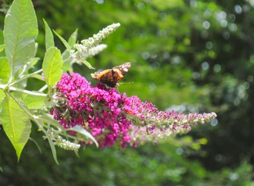 Butterfly on a plant