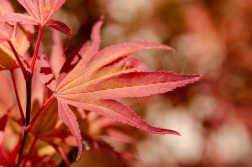 red leaf