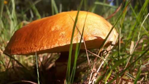 Orange mushroom between green grass