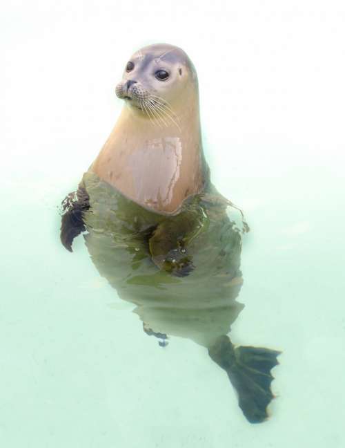 Seal posing