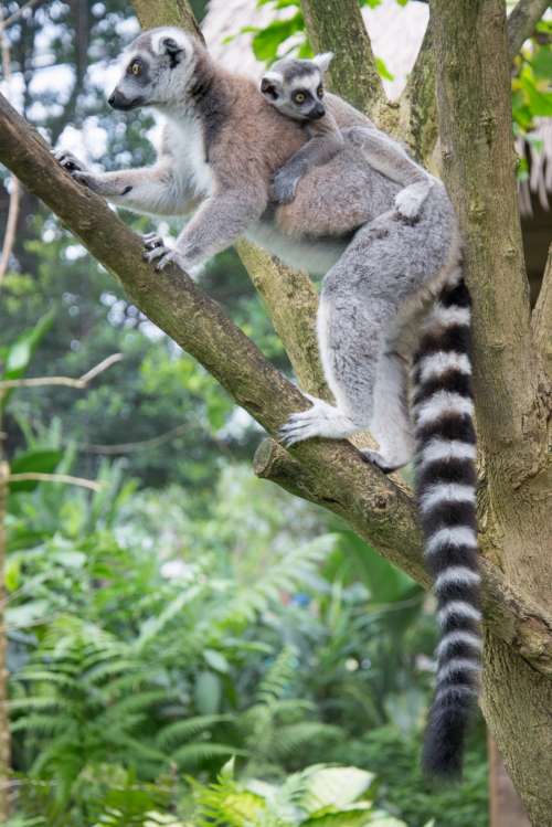 Ringtail monkey 