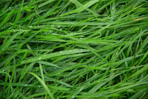 Long wet grass