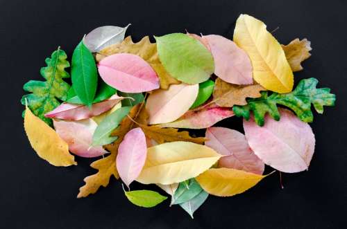 Autumn leaves isolated on black background